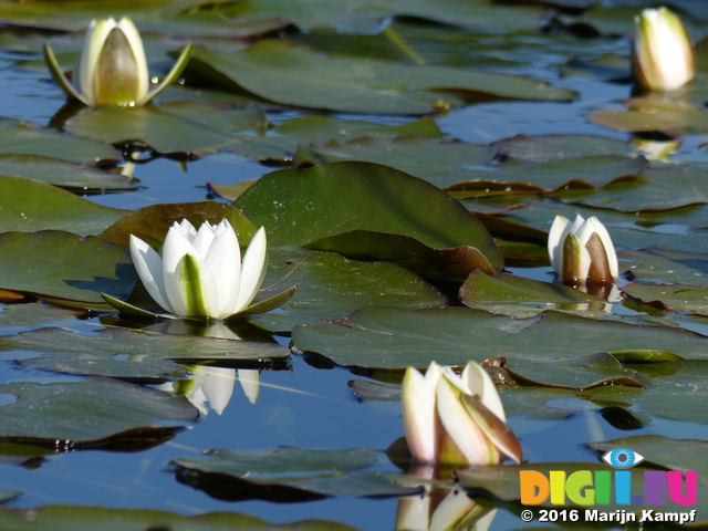 FZ029313 White water-lilies (Nymphaea alba) at Bosherston lily ponds